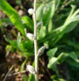 pomněnka drobnokvětá <i>(Myosotis stricta)</i> / Stonek