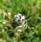 pomněnka drobnokvětá <i>(Myosotis stricta)</i> / Květ/Květenství