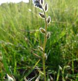 pomněnka drobnokvětá <i>(Myosotis stricta)</i> / Habitus