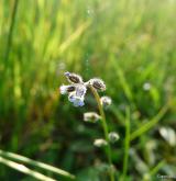 pomněnka drobnokvětá <i>(Myosotis stricta)</i> / Květ/Květenství