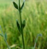 pomněnka drobnokvětá <i>(Myosotis stricta)</i> / Stonek
