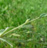 pomněnka drobnokvětá <i>(Myosotis stricta)</i> / Stonek