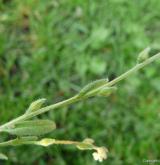 pomněnka drobnokvětá <i>(Myosotis stricta)</i> / Stonek