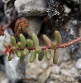 rozchodník bílý <i>(Sedum album)</i> / List