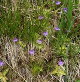 Mírně kyselá rašeliniště a rašelinné louky <i>(Caricion canescenti-nigrae)</i> / Detail porostu