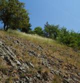 Podhorská acidofilní vegetace mělkých půd <i>(Hyperico perforati-Scleranthion perennis)</i>