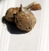 česnek  <i>(Allium roseum)</i> / Zásobní orgán/orgán klonálního růstu