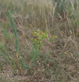 pryšec sivý <i>(Euphorbia seguieriana)</i> / Habitus