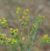 pryšec sivý <i>(Euphorbia seguieriana)</i> / Habitus