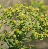 pryšec sivý <i>(Euphorbia seguieriana)</i> / Habitus