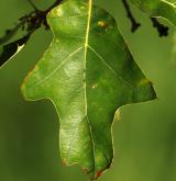 dub cesmínolistý <i>(Quercus ilicifolia)</i> / List
