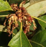 dub cesmínolistý <i>(Quercus ilicifolia)</i> / Květ/Květenství