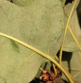 dub cesmínolistý <i>(Quercus ilicifolia)</i> / List