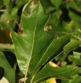 dub cesmínolistý <i>(Quercus ilicifolia)</i> / List