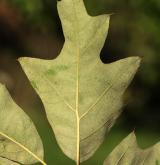 dub cesmínolistý <i>(Quercus ilicifolia)</i> / List