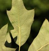 dub cesmínolistý <i>(Quercus ilicifolia)</i> / List