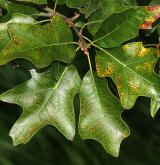 dub cesmínolistý <i>(Quercus ilicifolia)</i> / List