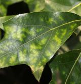 dub cesmínolistý <i>(Quercus ilicifolia)</i> / List
