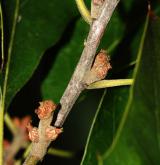 dub cesmínolistý <i>(Quercus ilicifolia)</i> / Květ/Květenství