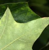 dub cesmínolistý <i>(Quercus ilicifolia)</i> / List