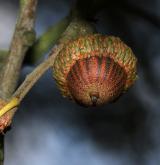 dub cesmínolistý <i>(Quercus ilicifolia)</i> / Plod