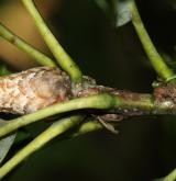 dub Sadlerův <i>(Quercus sadleriana)</i> / Větve a pupeny