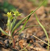 křivatec rolní <i>(Gagea villosa)</i> / Habitus