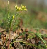 křivatec rolní <i>(Gagea villosa)</i> / Habitus