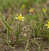 křivatec rolní <i>(Gagea villosa)</i> / Habitus
