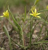 křivatec rolní <i>(Gagea villosa)</i> / Habitus