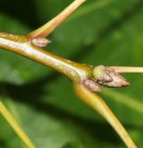 dub Shumardův <i>(Quercus shumardii)</i> / Větve a pupeny