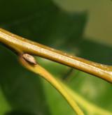 dub Shumardův <i>(Quercus shumardii)</i> / Větve a pupeny