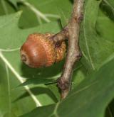 dub Richterův <i>(Quercus ×richteri)</i> / Plod