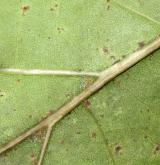 dub Richterův <i>(Quercus ×richteri)</i> / List