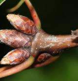 dub Richterův <i>(Quercus ×richteri)</i> / Větve a pupeny