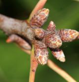 dub Richterův <i>(Quercus ×richteri)</i> / Větve a pupeny