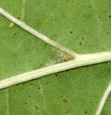 dub Richterův <i>(Quercus ×richteri)</i> / List