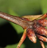 dub Richterův <i>(Quercus ×richteri)</i> / Větve a pupeny