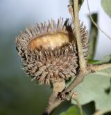 dub španělský <i>(Quercus ×hispanica)</i> / Plod