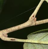 dub španělský <i>(Quercus ×hispanica)</i> / Větve a pupeny