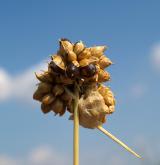 česnek viničný <i>(Allium vineale)</i> / Květ/Květenství