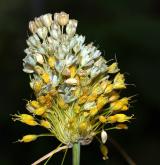 česnek žlutý <i>(Allium flavum)</i> / Květ/Květenství