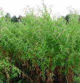 vrbovka chlupatá <i>(Epilobium hirsutum)</i> / Habitus