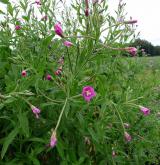 vrbovka chlupatá <i>(Epilobium hirsutum)</i> / Habitus