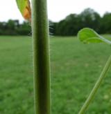 vrbovka chlupatá <i>(Epilobium hirsutum)</i> / Stonek