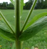vrbovka chlupatá <i>(Epilobium hirsutum)</i> / Stonek
