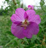 vrbovka chlupatá <i>(Epilobium hirsutum)</i> / Květ/Květenství