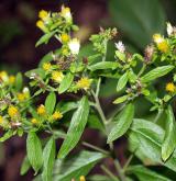 oman hnidák <i>(Inula conyzae)</i> / Květ/Květenství