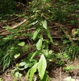 oman hnidák <i>(Inula conyzae)</i> / Habitus