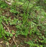 oman hnidák <i>(Inula conyzae)</i> / Habitus